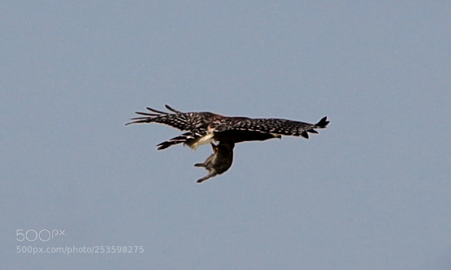 Canon EOS-1D X Mark II sample photo. 04-14-18-0012540.jpg photography