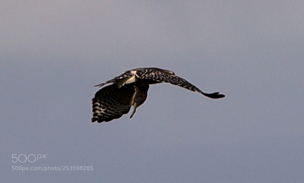 Canon EOS-1D X Mark II sample photo. 04-14-18-0012539.jpg photography