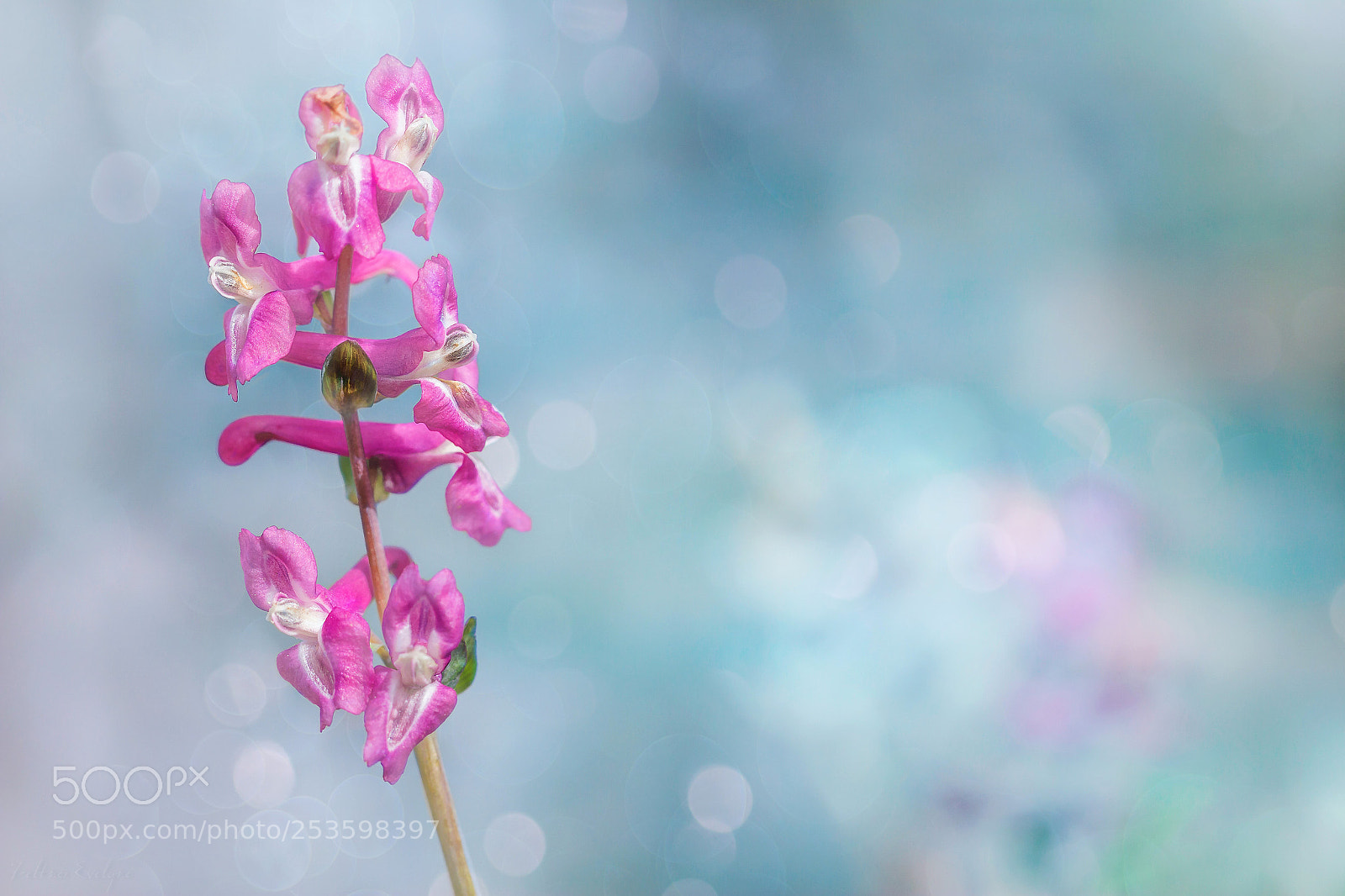 Canon EOS 60D sample photo. Dream in blue photography