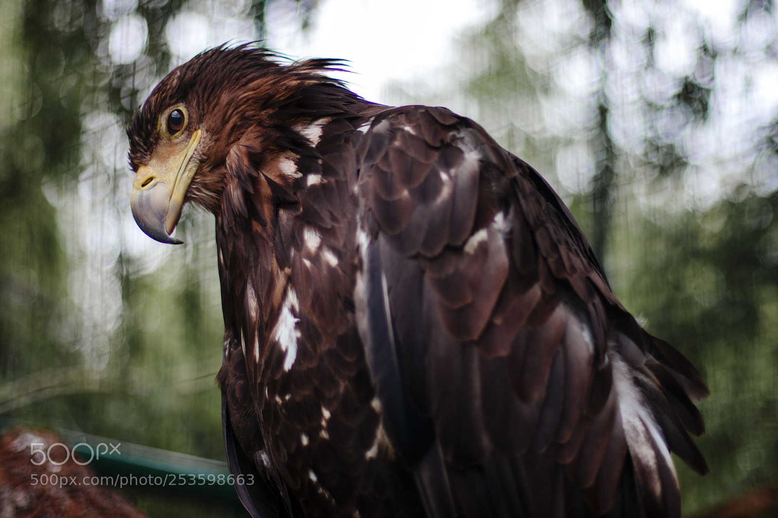 Canon EOS M5 sample photo. Eagle photography
