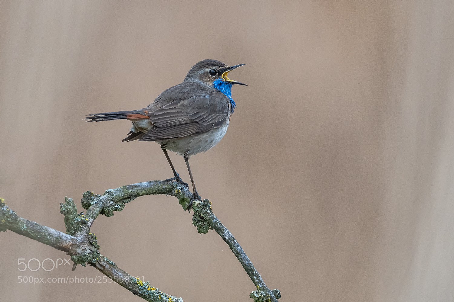 Nikon D500 sample photo. Bluethroat photography