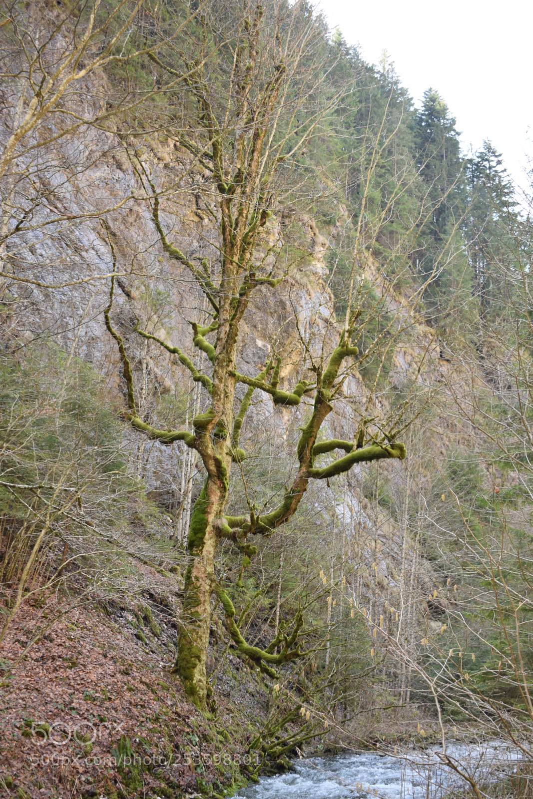 Nikon D5300 sample photo. Lonely tree photography