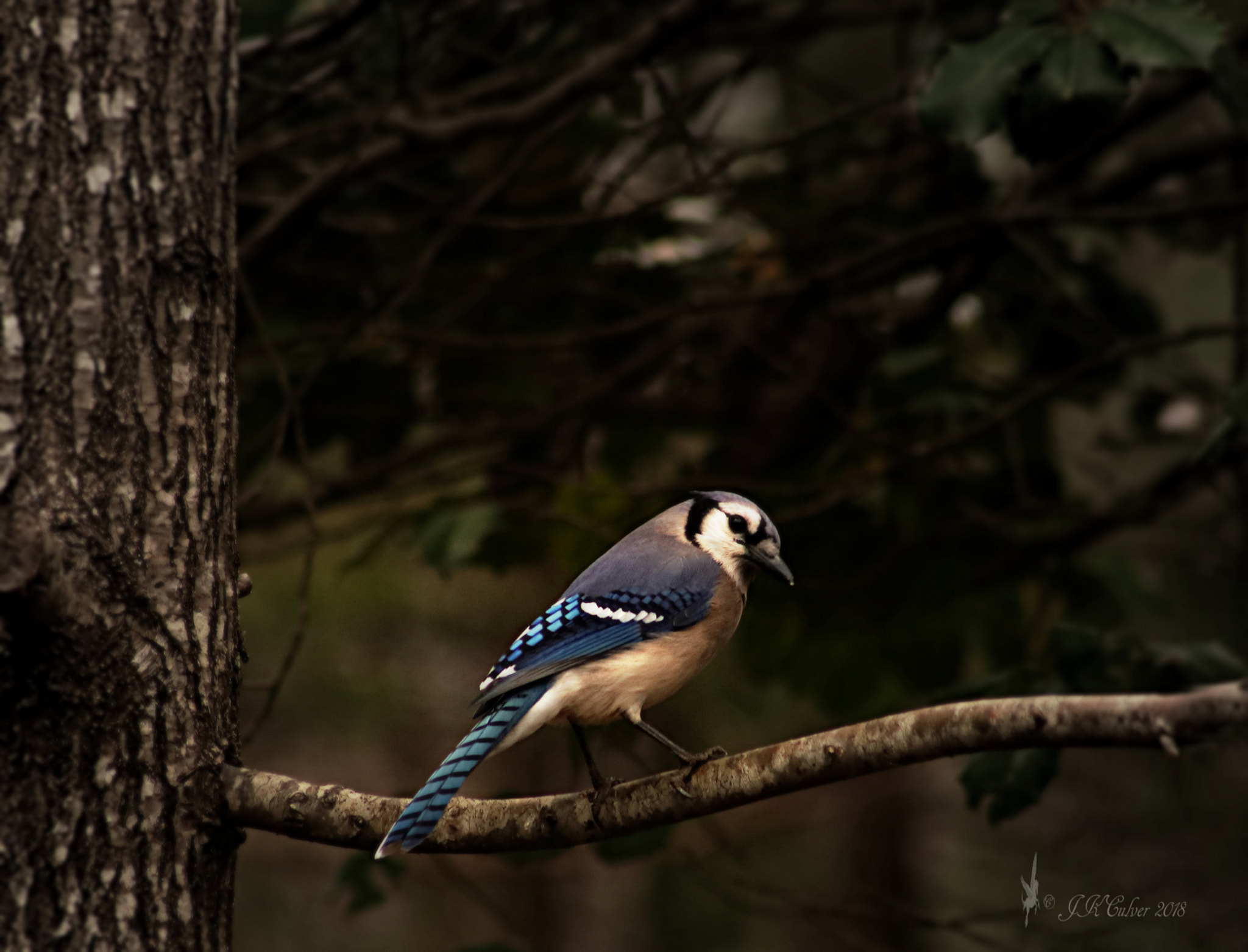 Canon EF 75-300mm f/4-5.6 sample photo. I'm so handsome photography