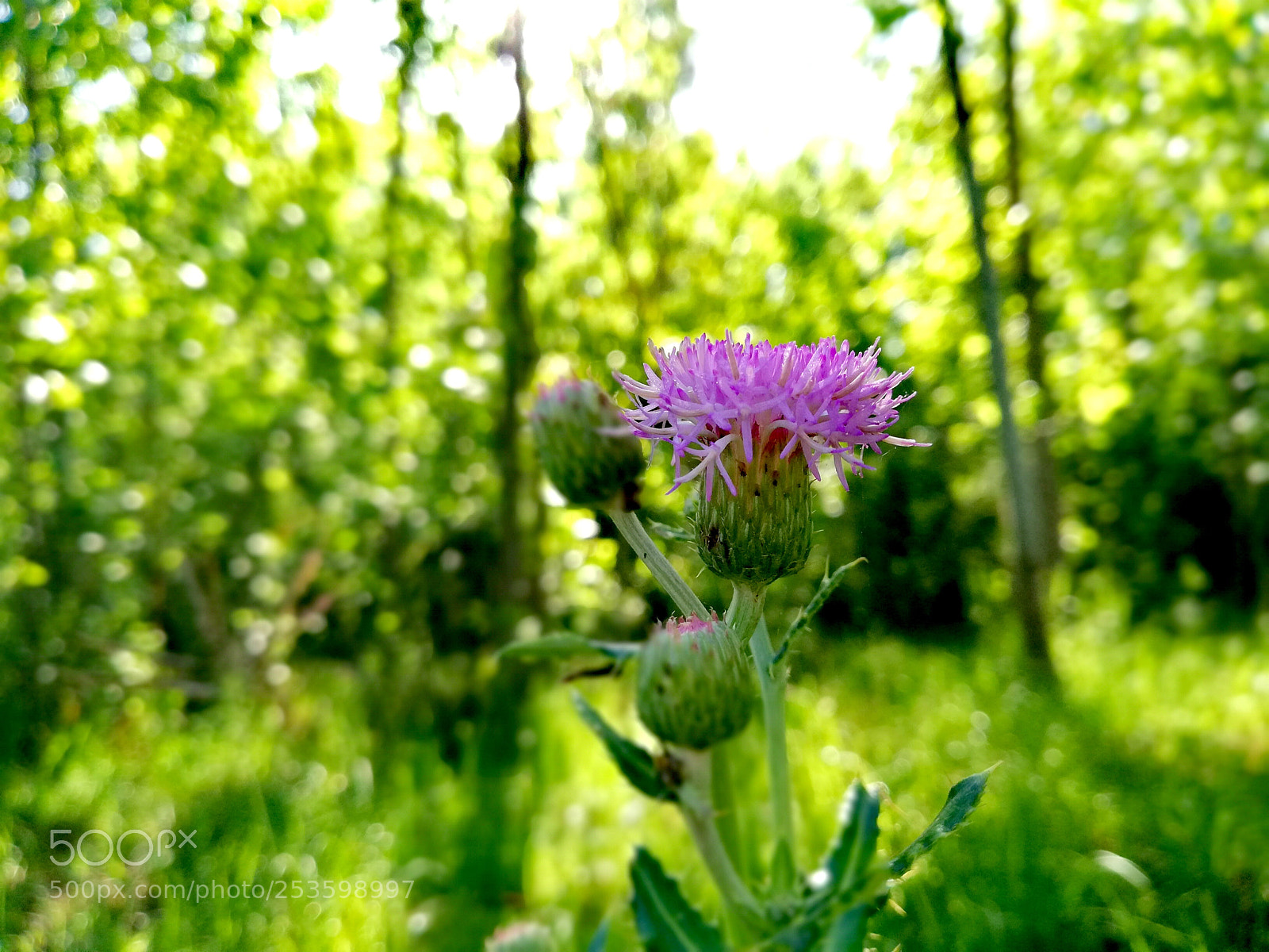 HUAWEI Mate 10 Lite sample photo. Untitled photography