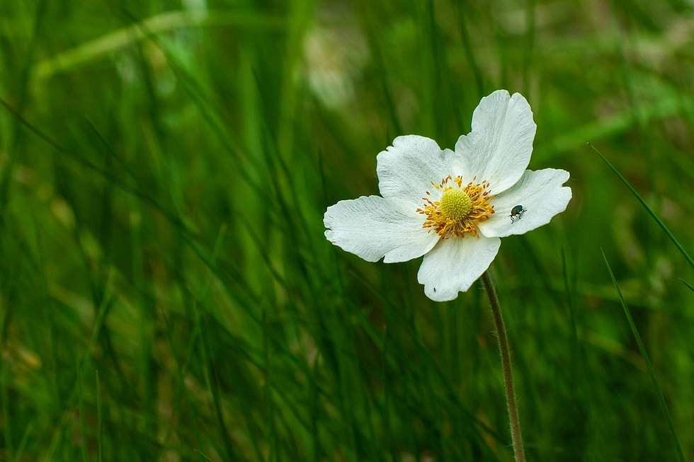 Olympus E-330 (EVOLT E-330) sample photo. Anemone sylvestris ( snowdrop anemone ) photography