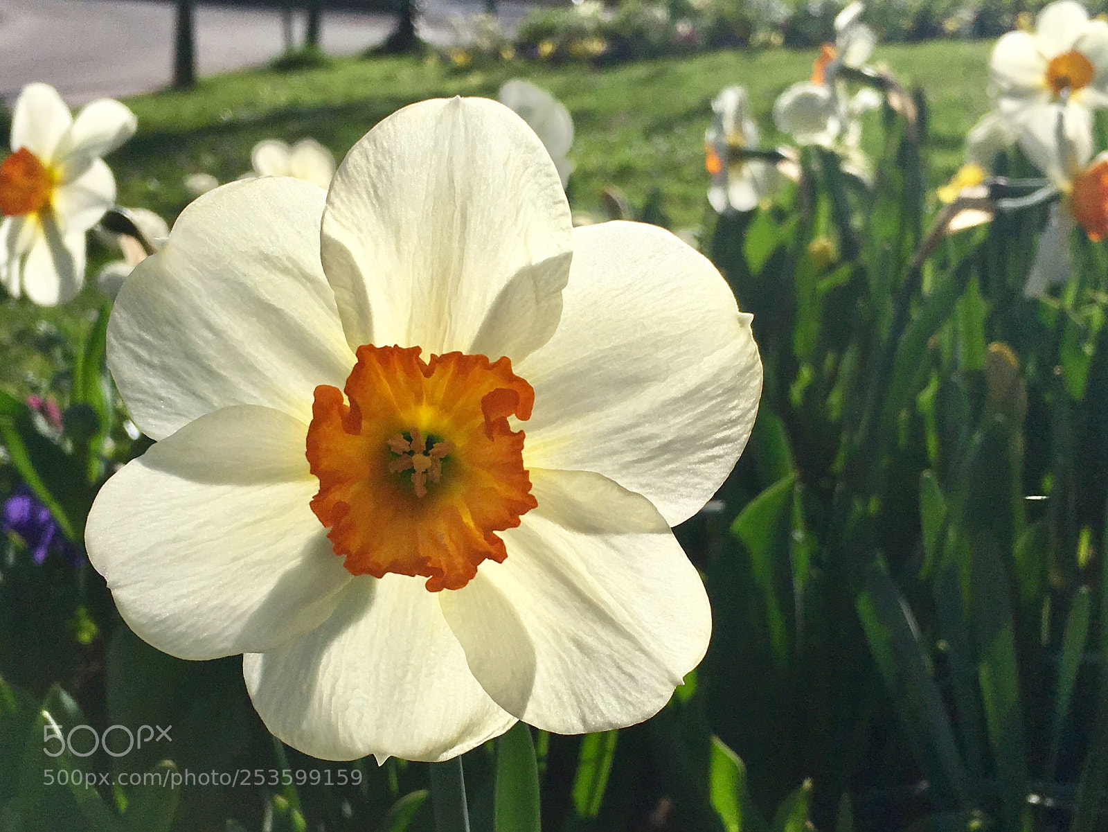 Apple iPhone SE sample photo. Flower photography