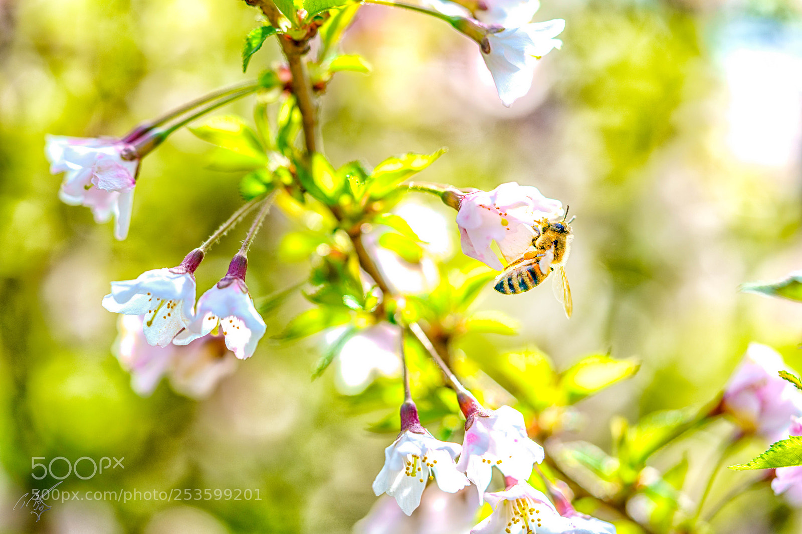 Sony a7R II sample photo. Bee photography