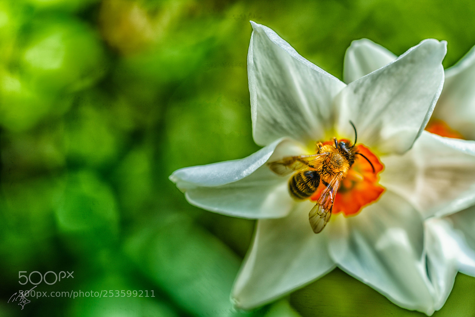 Sony a7R II sample photo. Bee photography