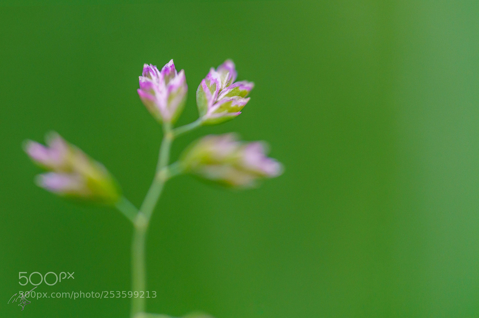 Sony a7R II sample photo. Grass seed photography