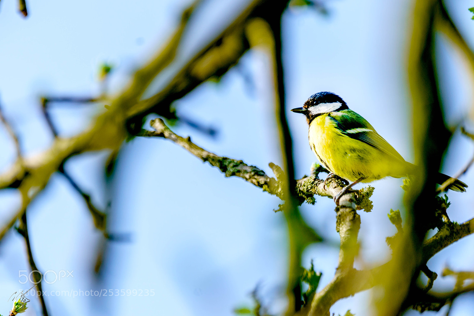 Sony a7R II sample photo. Great tit photography