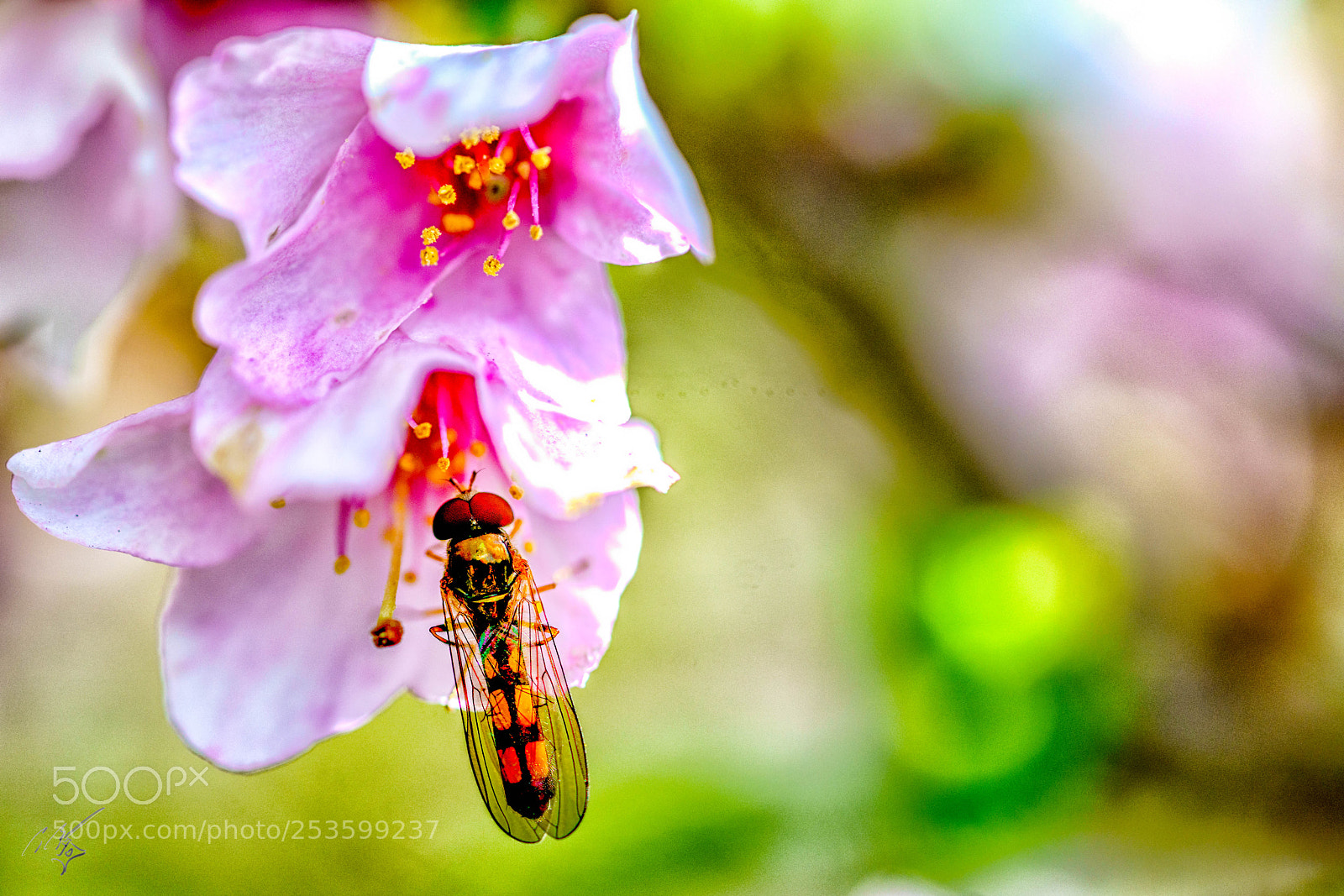 Sony a7R II sample photo. Hover fly photography