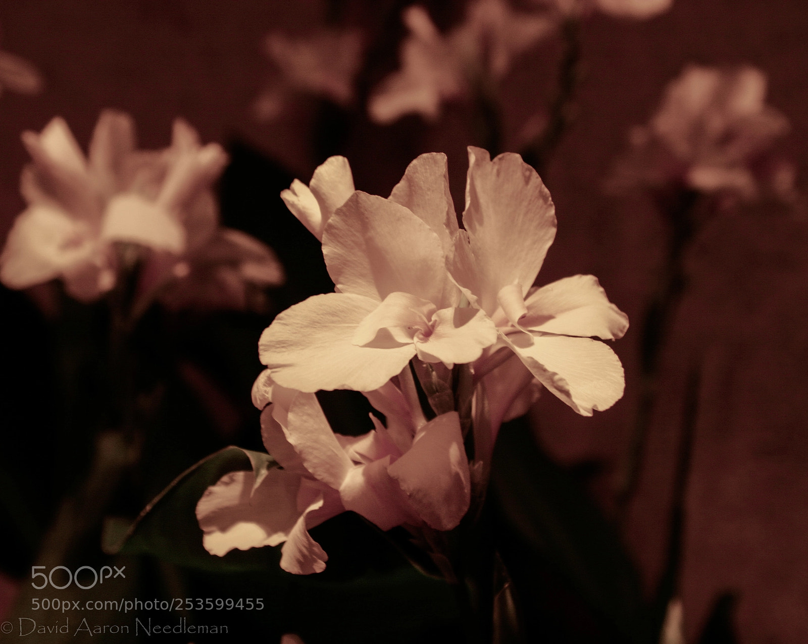 Canon EOS 10D sample photo. Blooming flowers photography