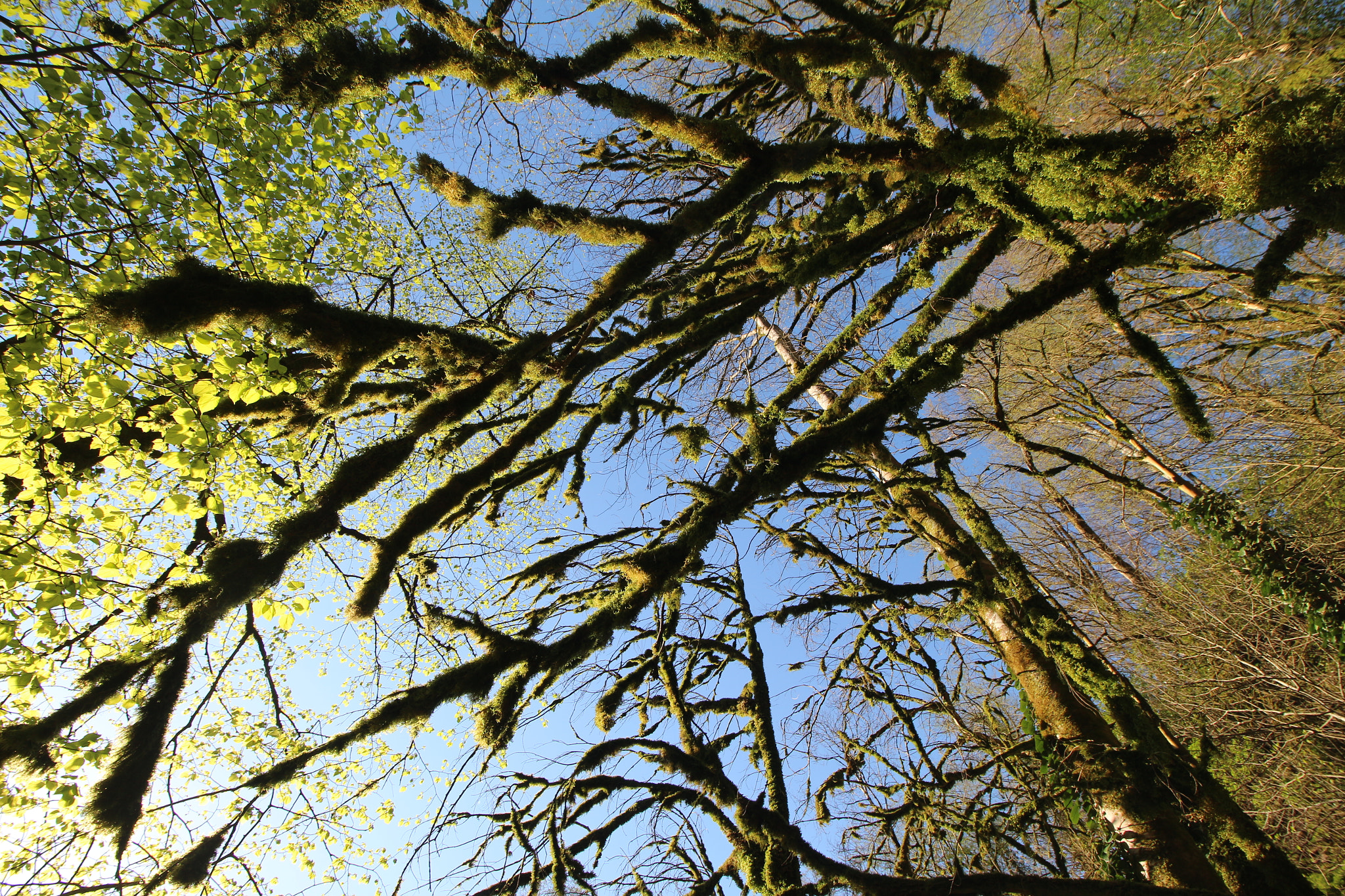 Canon EOS 650D (EOS Rebel T4i / EOS Kiss X6i) sample photo. Magical forest photography