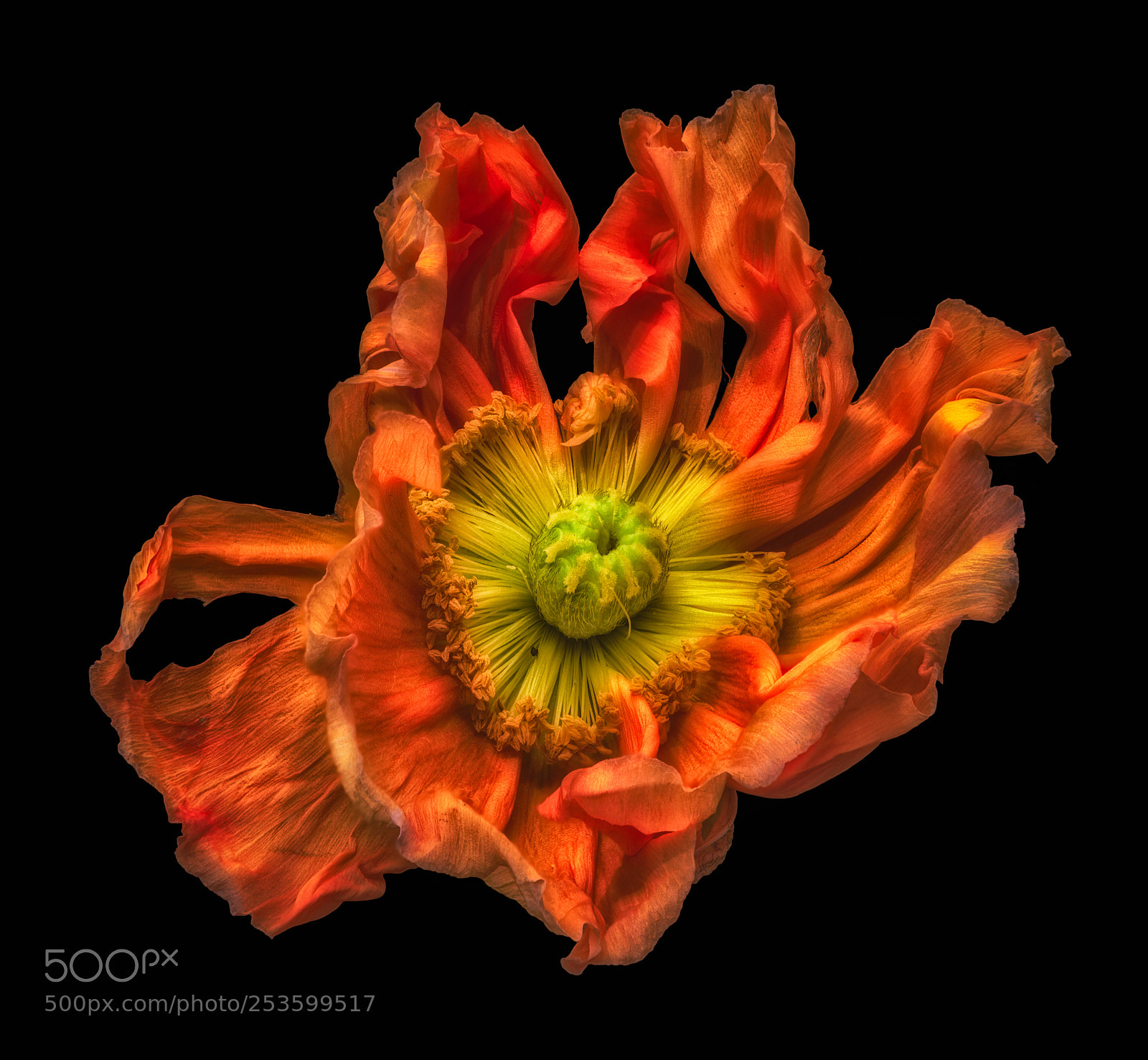 Nikon D810 sample photo. Waving poppy photography