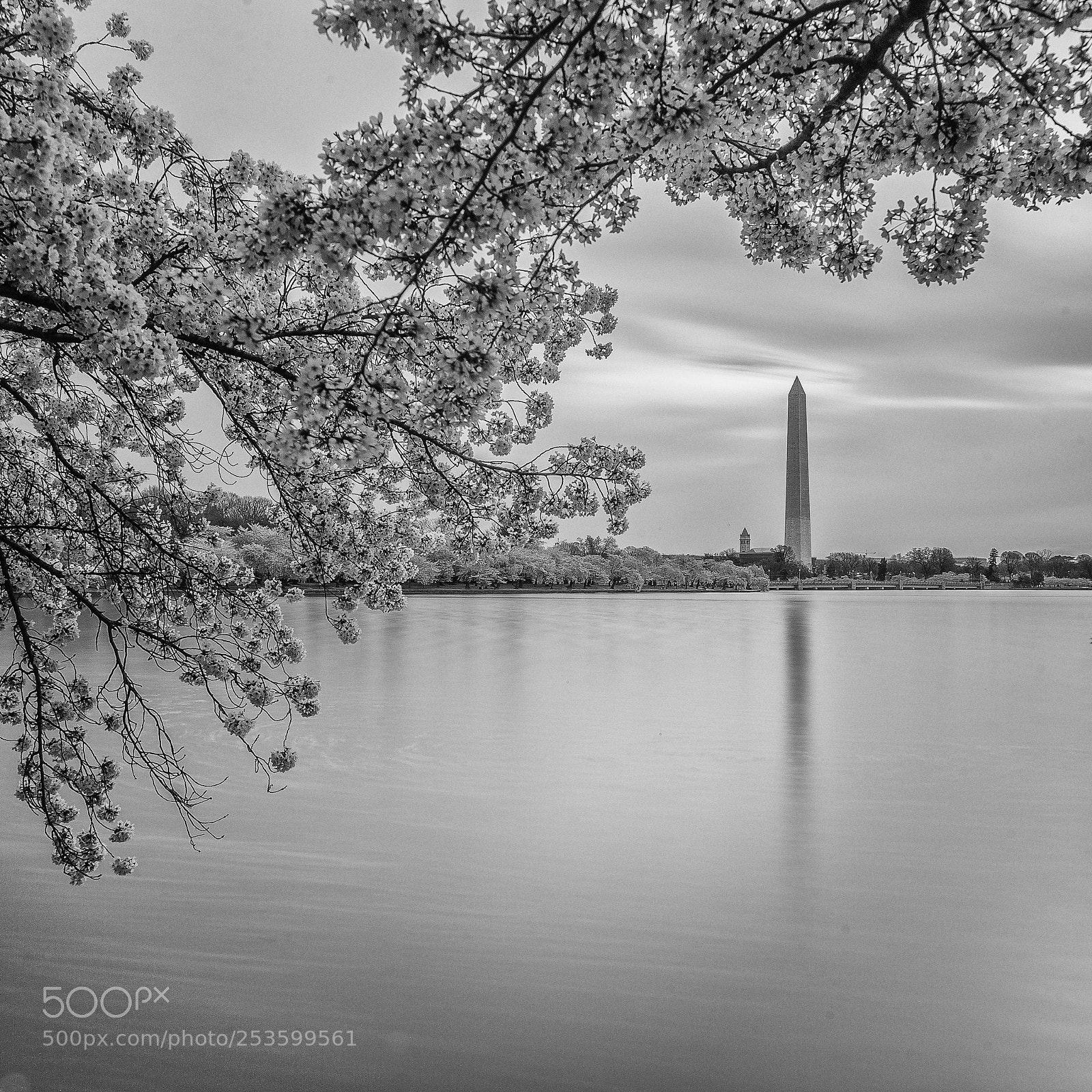 Canon EOS-1D X sample photo. Tidal basin blooms in photography