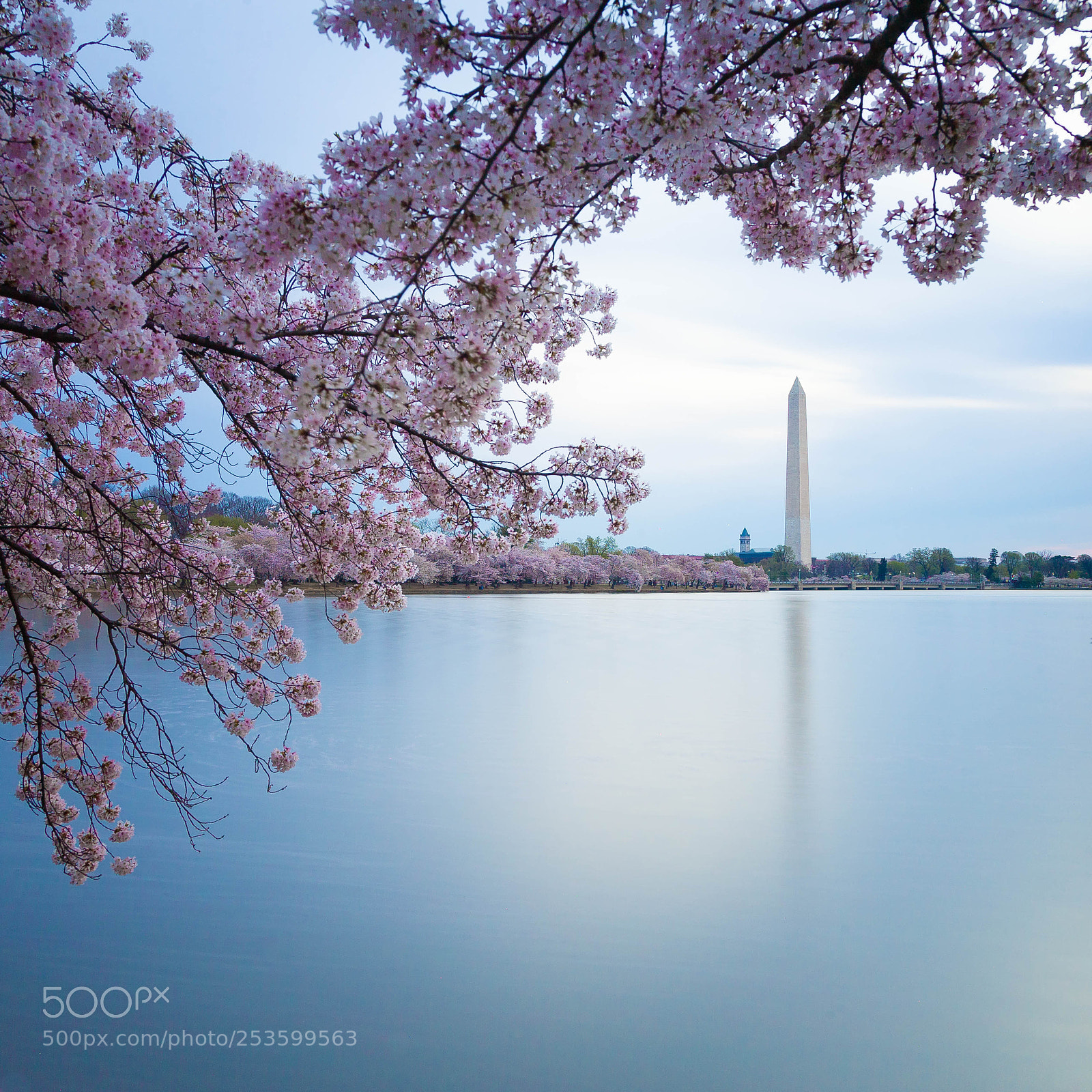 Canon EOS-1D X sample photo. Tidal basin blooms in photography