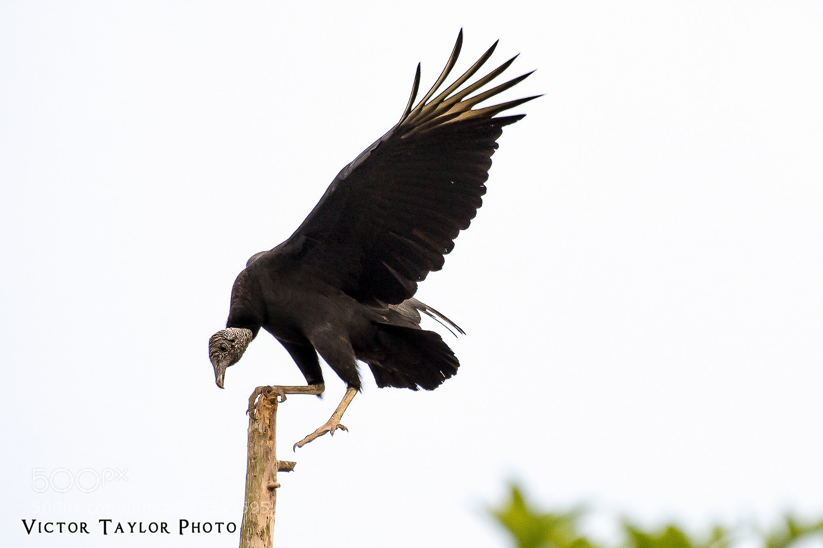 Nikon D7100 sample photo. Carrion bird photography
