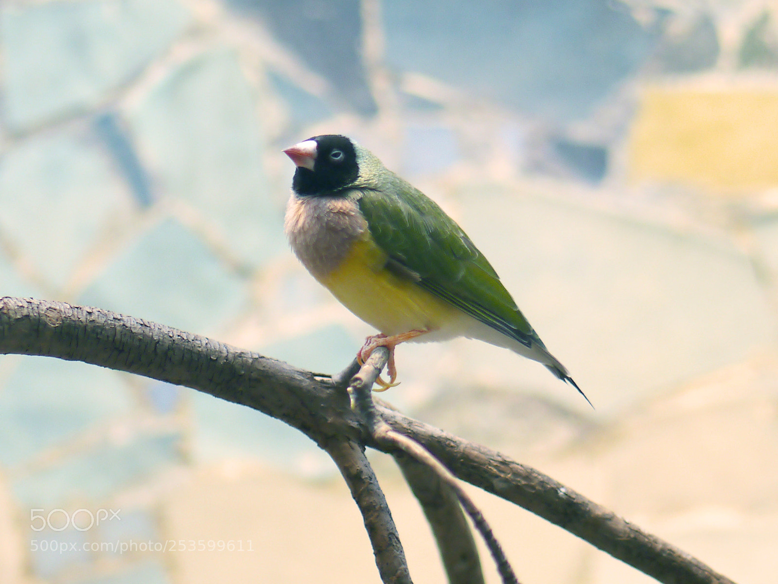 Panasonic Lumix DMC-G5 sample photo. Gouldian finch photography