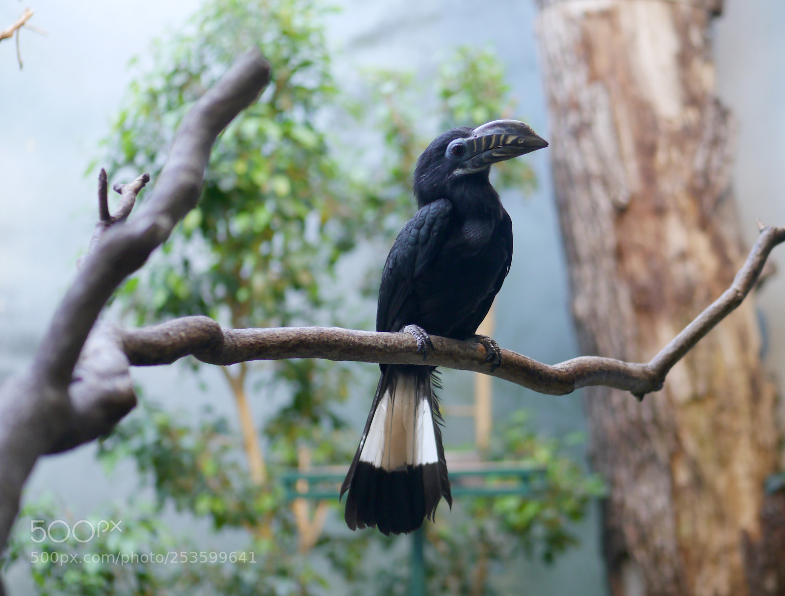 Panasonic Lumix DMC-G5 sample photo. Proud tarictic hornbill photography