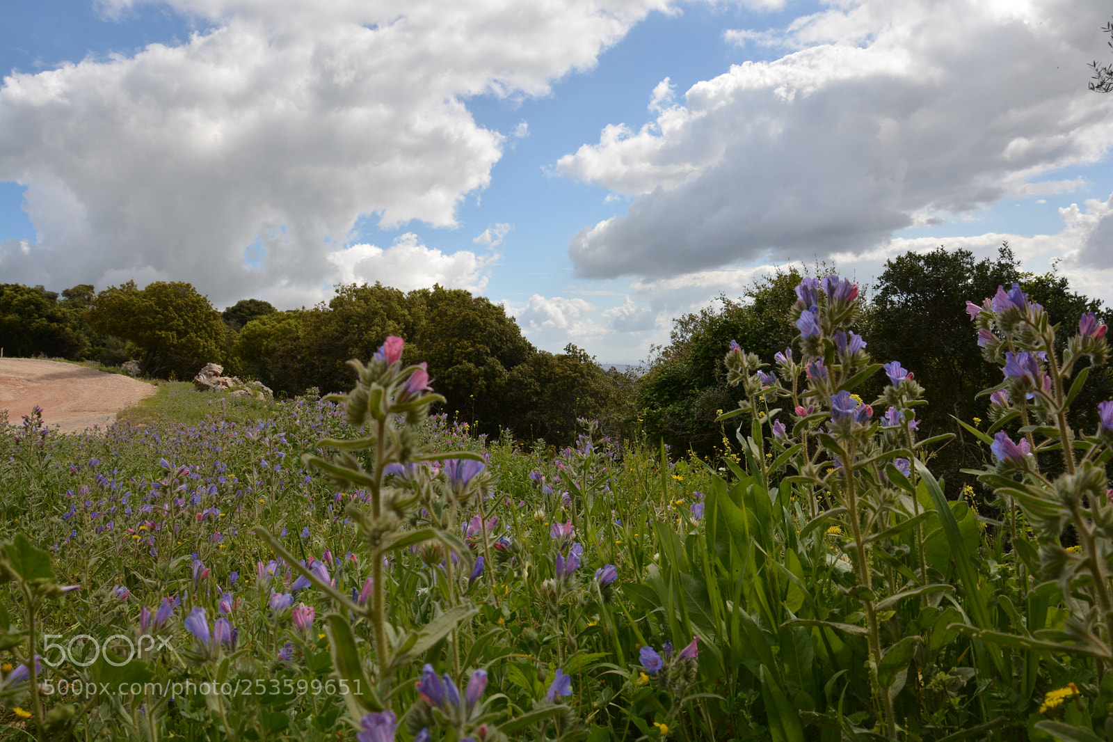 Nikon D5200 sample photo. Spring photography