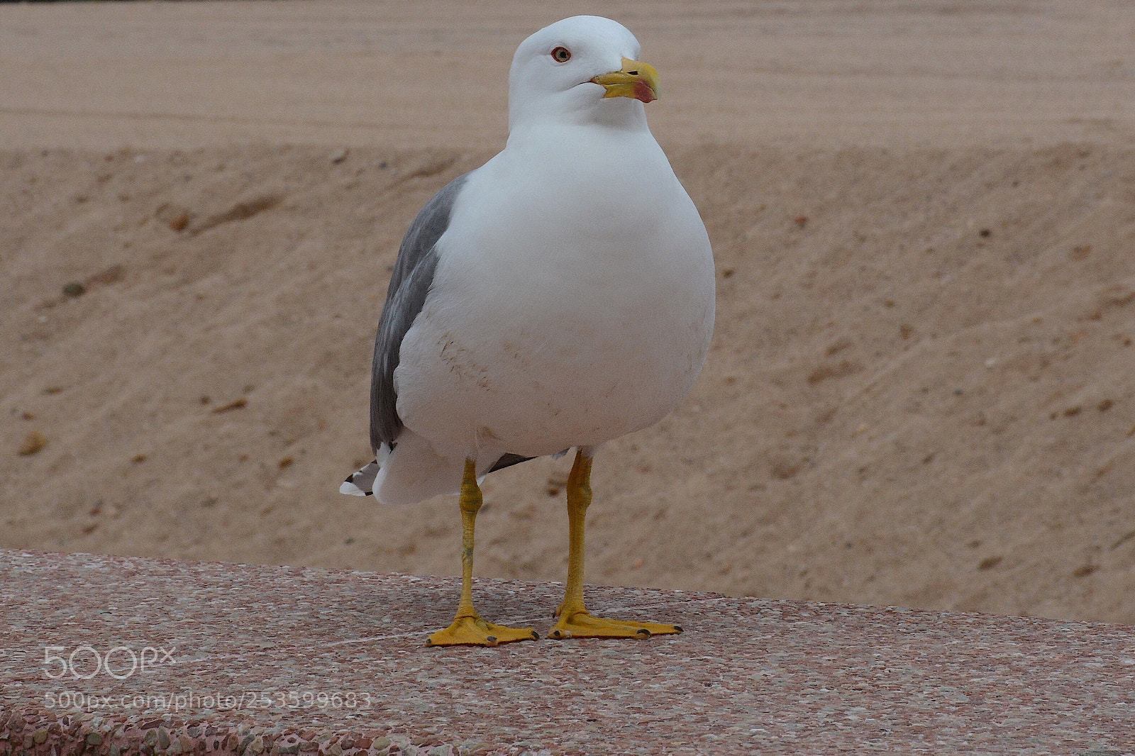 Nikon D7100 sample photo. Untitled photography