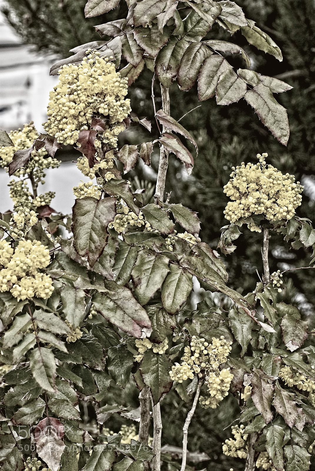 Nikon D60 sample photo. Yellow flowers photography