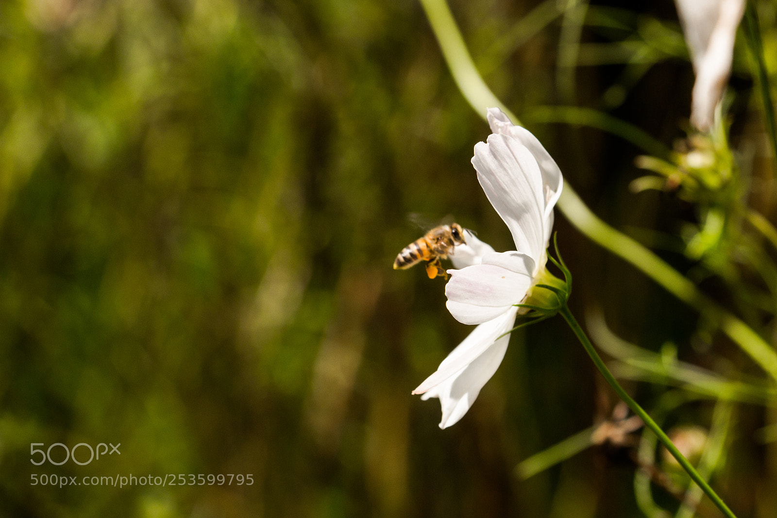 Canon EOS 700D (EOS Rebel T5i / EOS Kiss X7i) sample photo. The bee photography