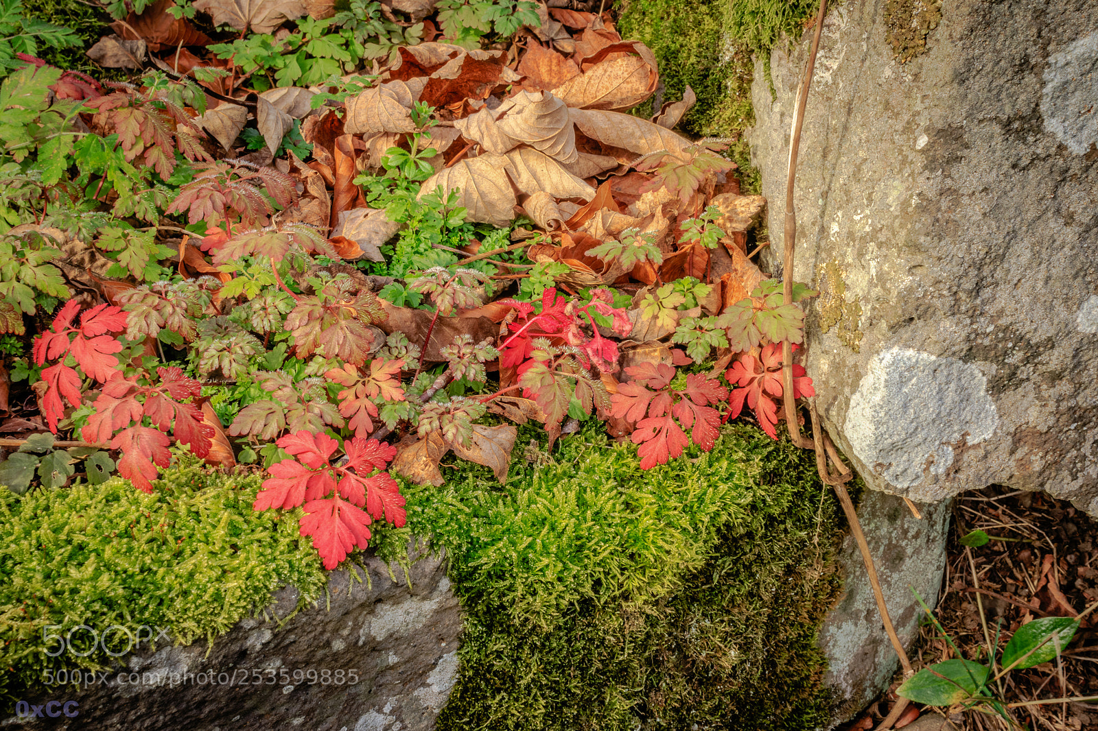 Canon EOS 7D Mark II sample photo. Autumn leaves photography