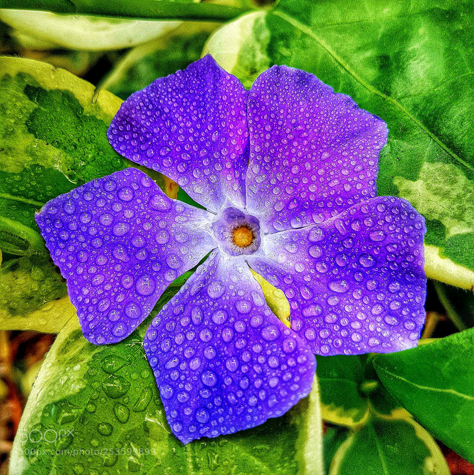 Samsung Galaxy S7 Edge sample photo. Frescura photography