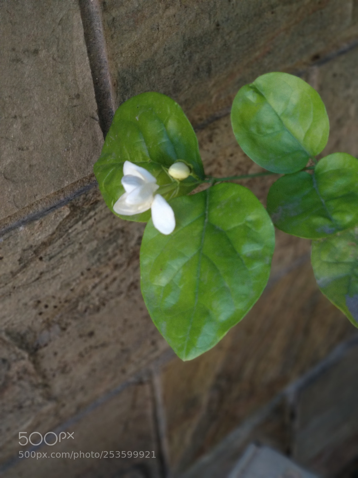 Xiaomi Mi A1 sample photo. Pearls of garden photography