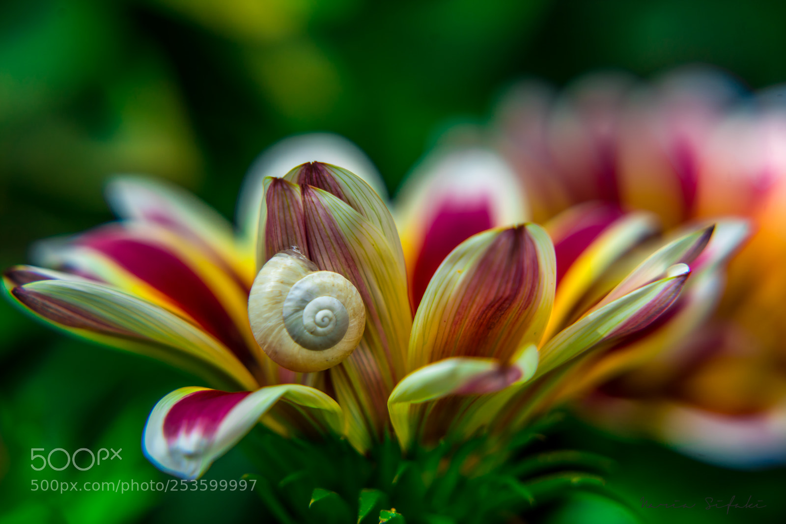 Sony a7 II sample photo. Colors of spring photography