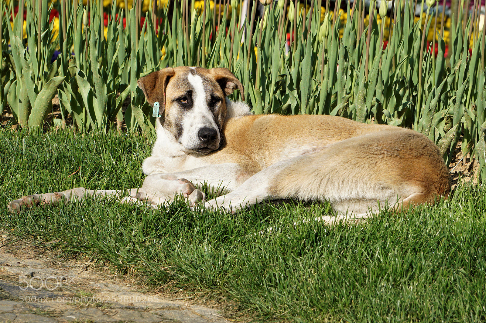Sony a6000 sample photo. The dog in the photography
