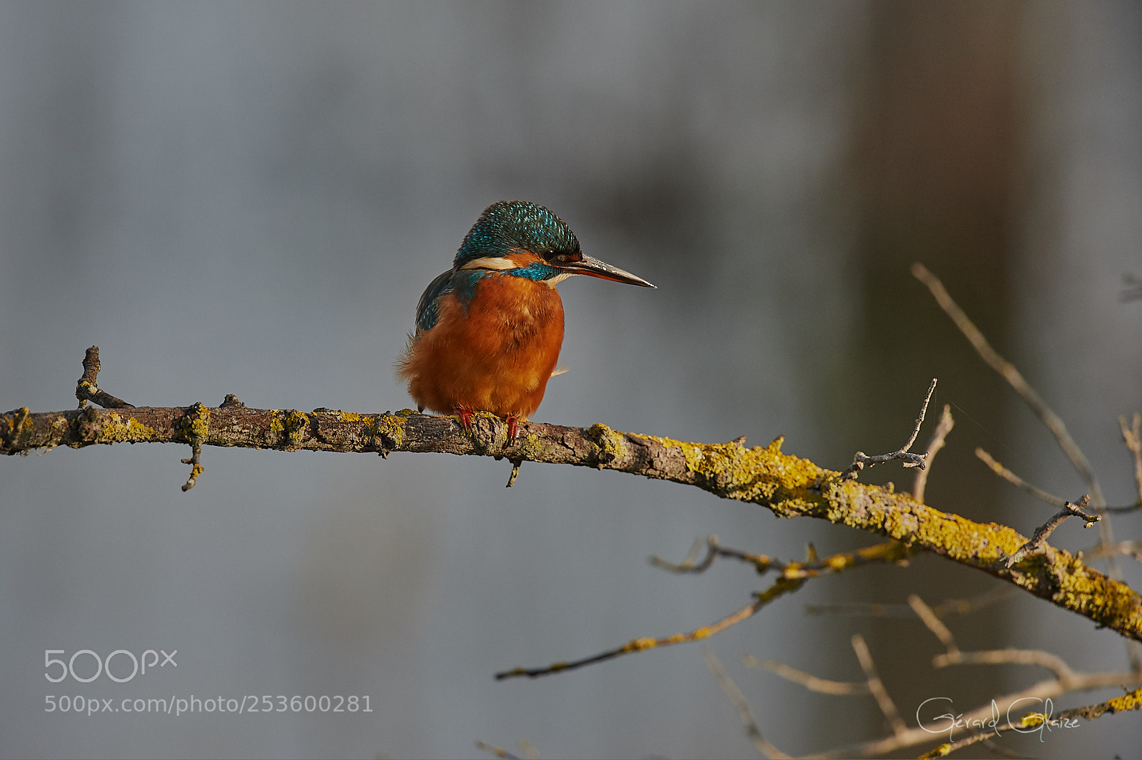 Nikon D4 sample photo. The kingfisher photography