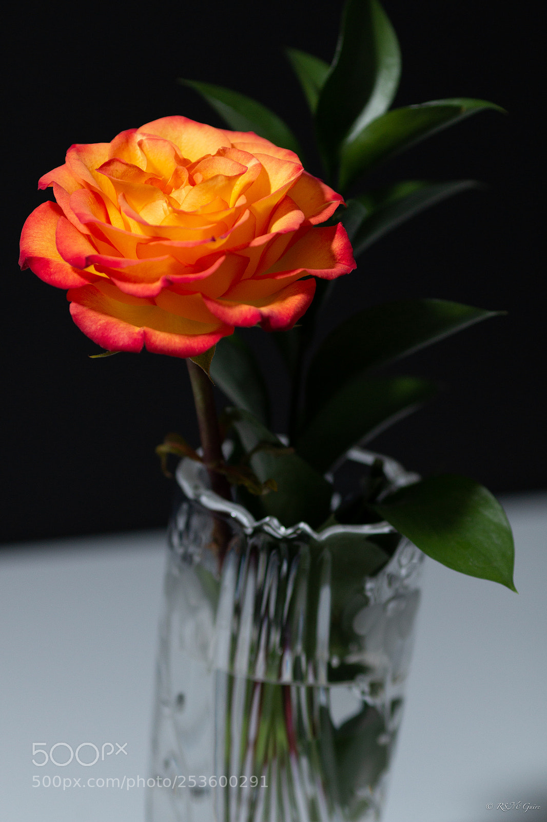 Canon EOS 70D sample photo. Penny's rose photography