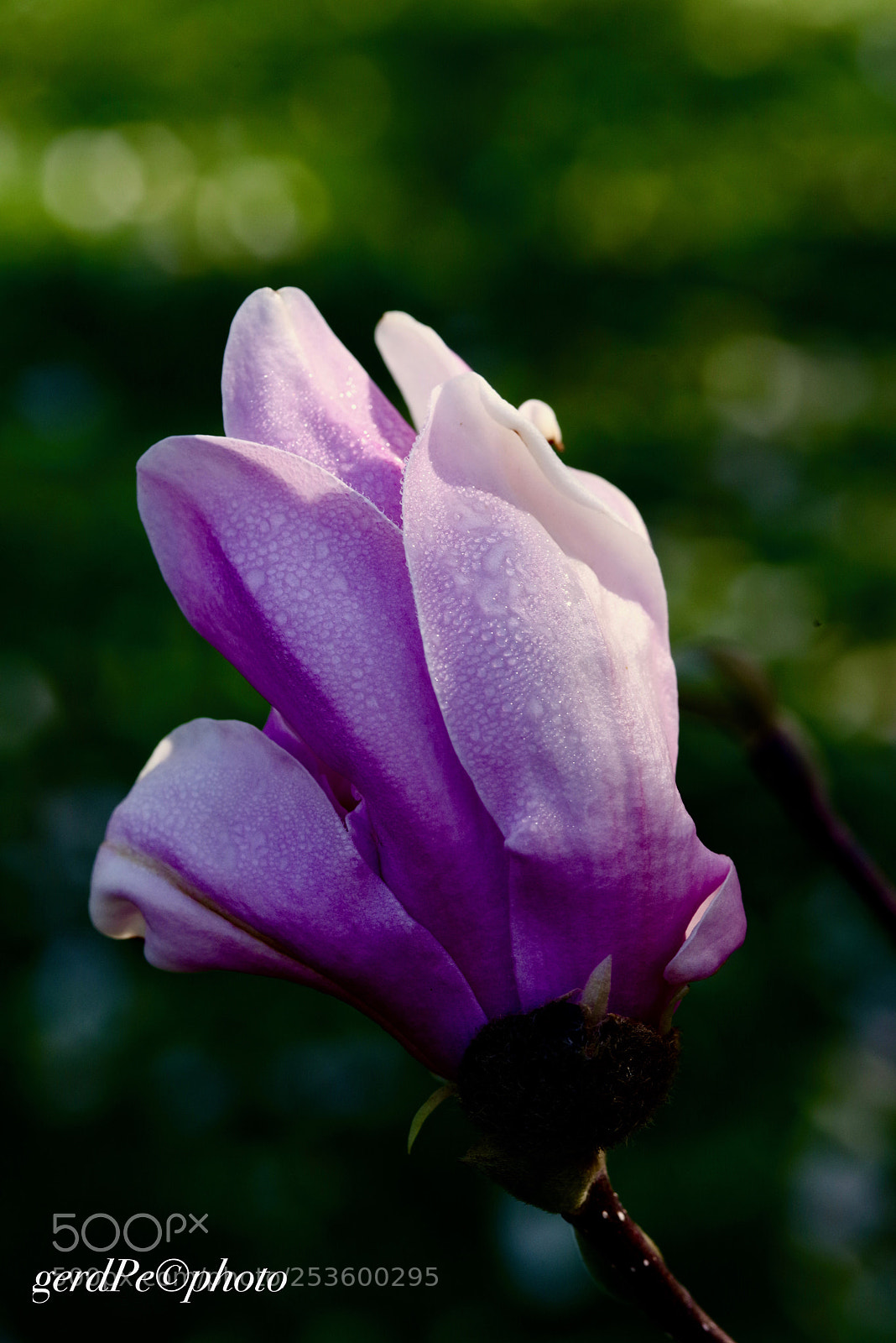 Pentax K-1 sample photo. Magnolia photography
