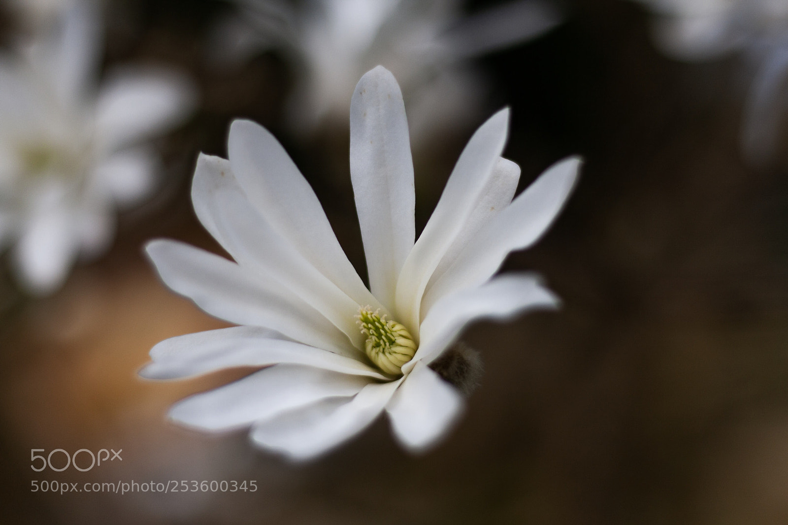 Canon EOS 40D sample photo. Magnolia..... photography