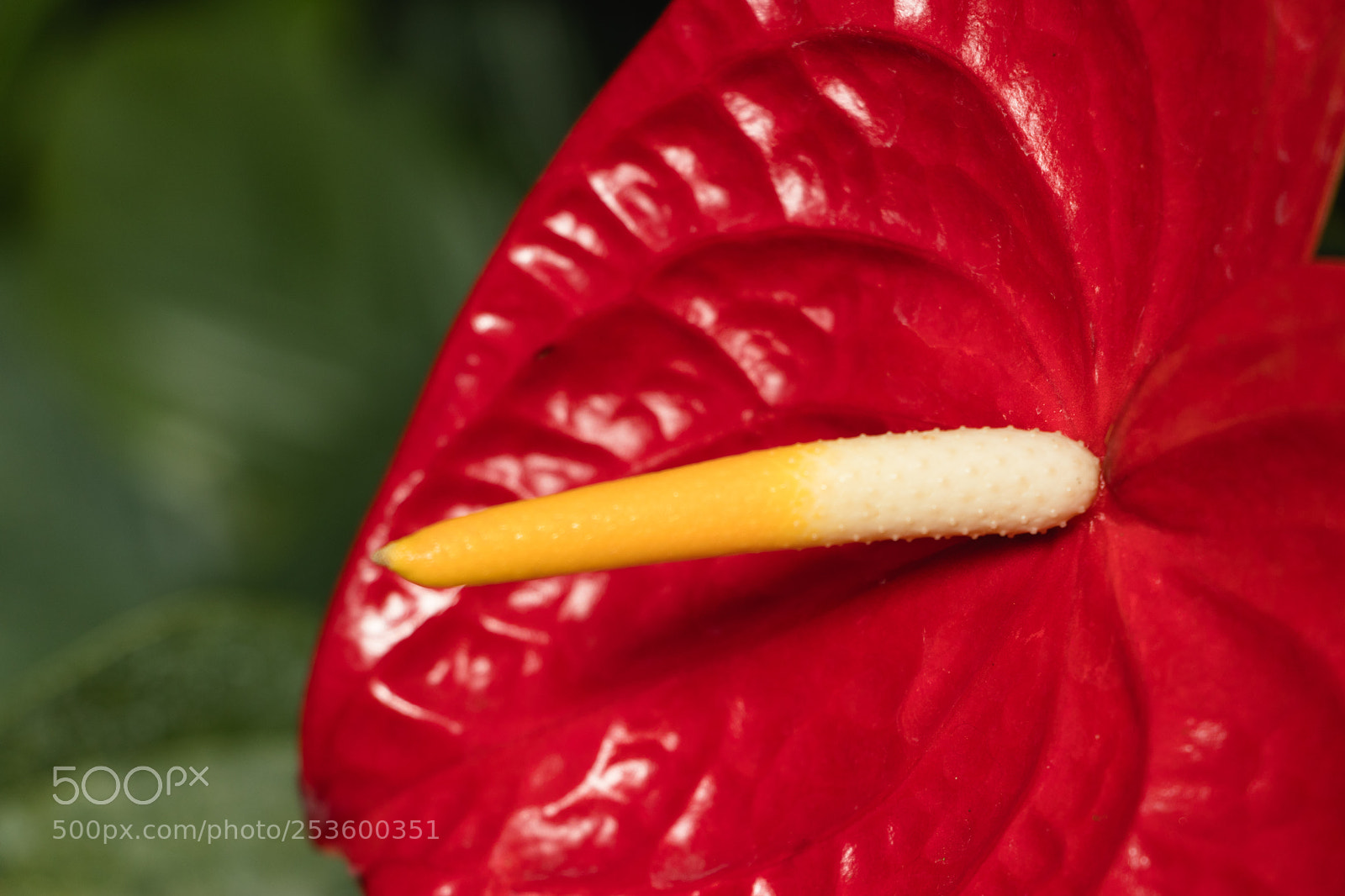 Canon EOS 800D (EOS Rebel T7i / EOS Kiss X9i) sample photo. Red anthurium photography