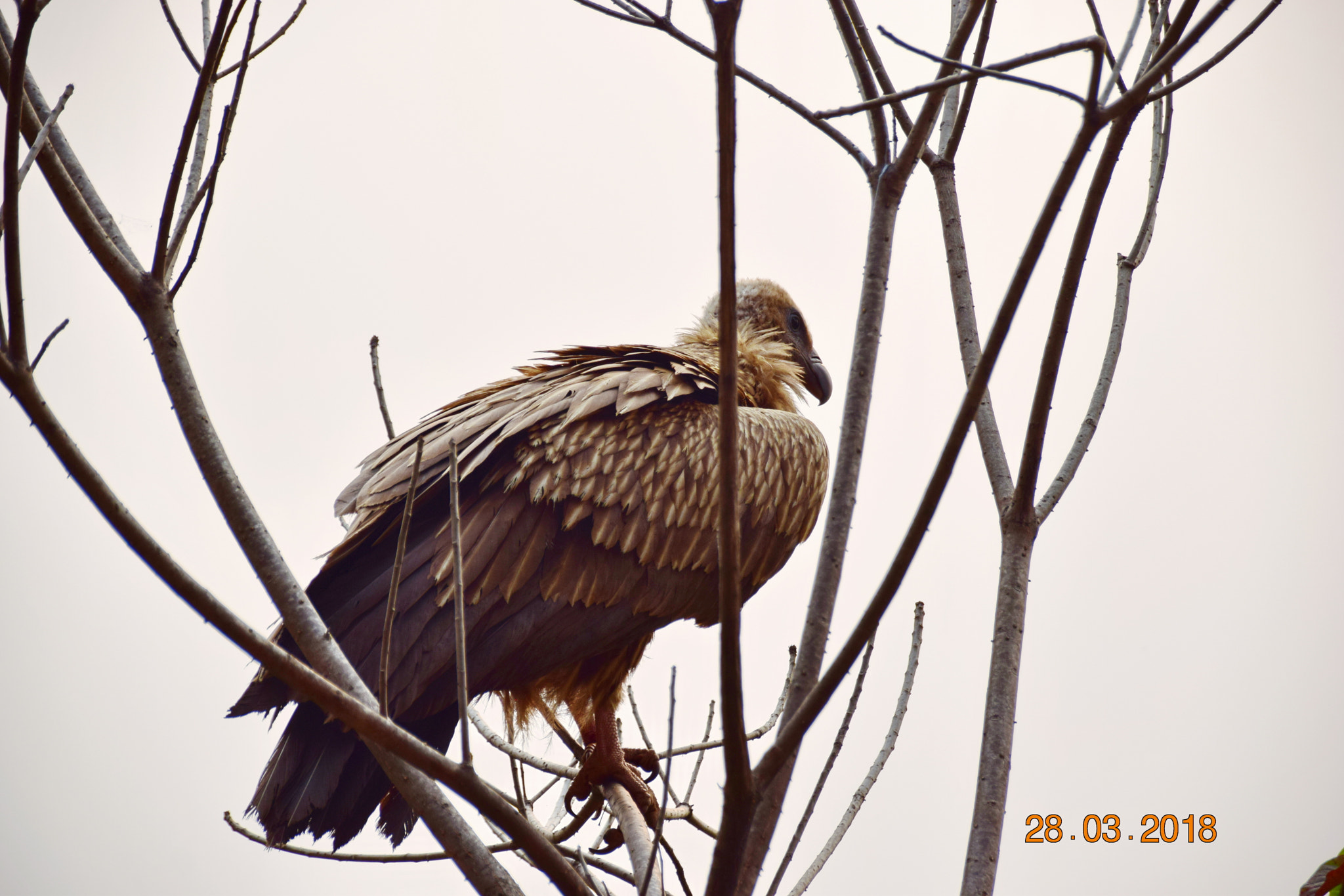 Nikon D5300 + Sigma 18-250mm F3.5-6.3 DC Macro OS HSM sample photo. Nepal bergadler photography