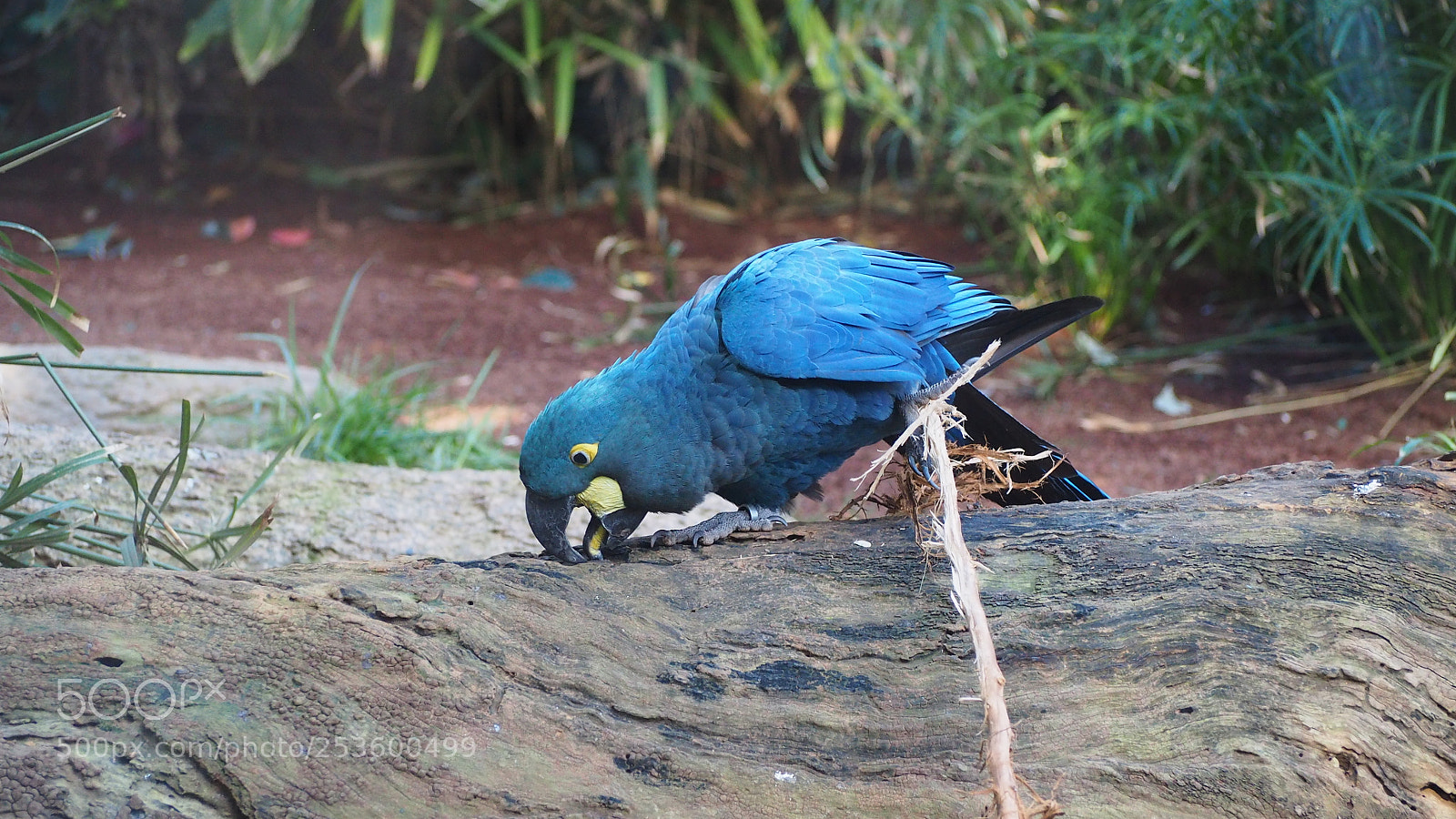 Olympus OM-D E-M10 II sample photo. Blauer ara photography