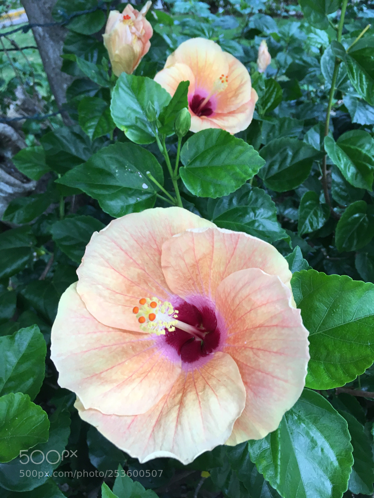Apple iPhone SE sample photo. Img photography