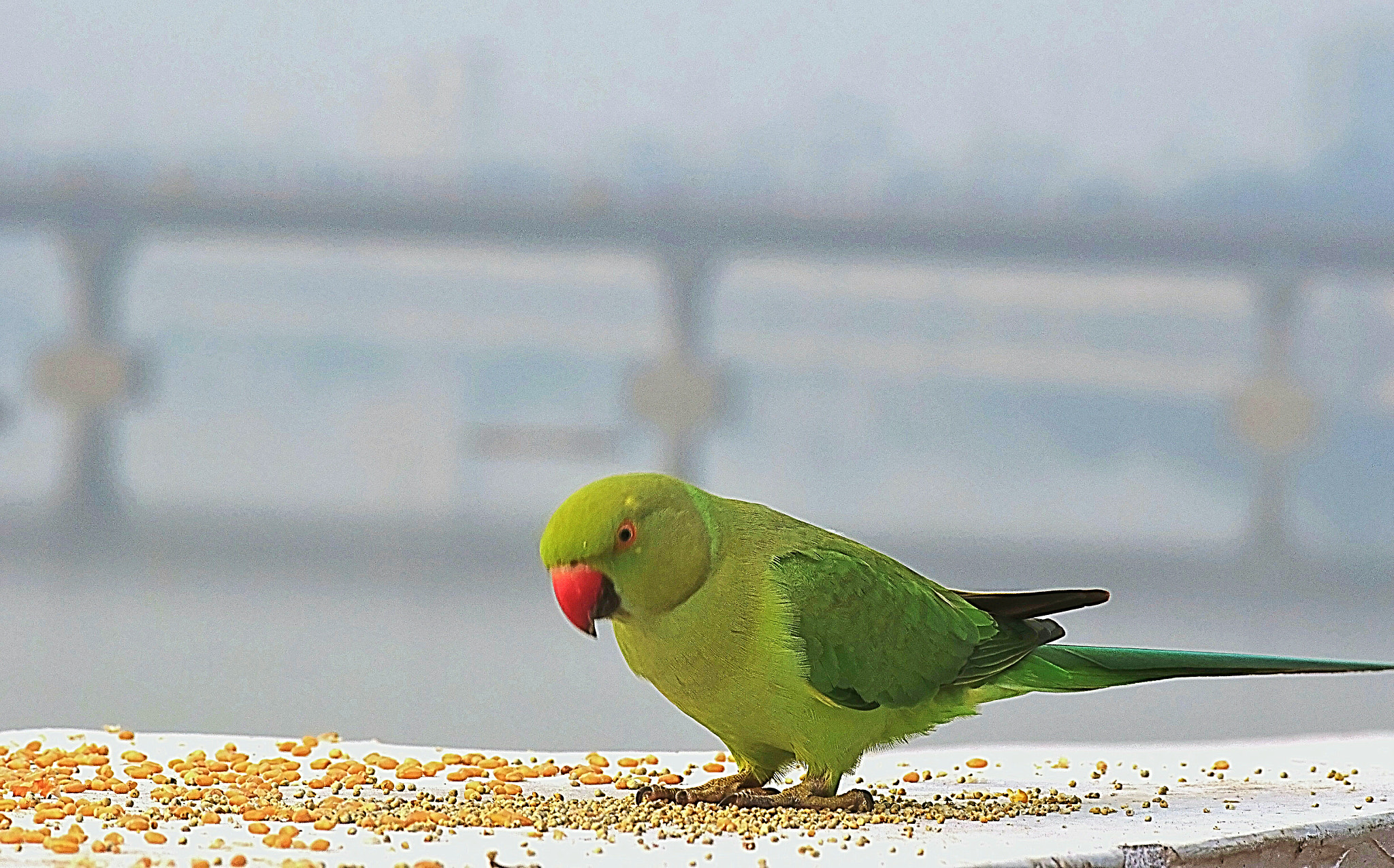 Nikon D3300 sample photo. Peace photography