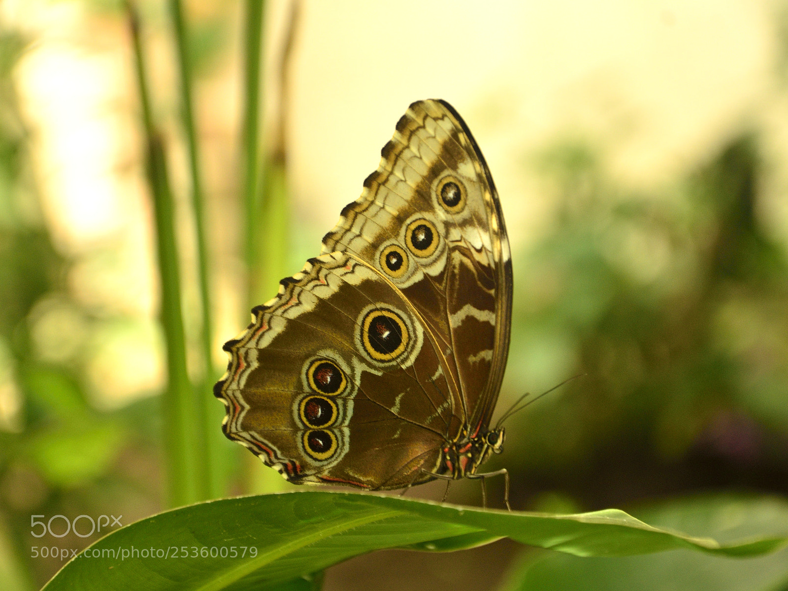 Nikon D7000 sample photo. Butterfly photography