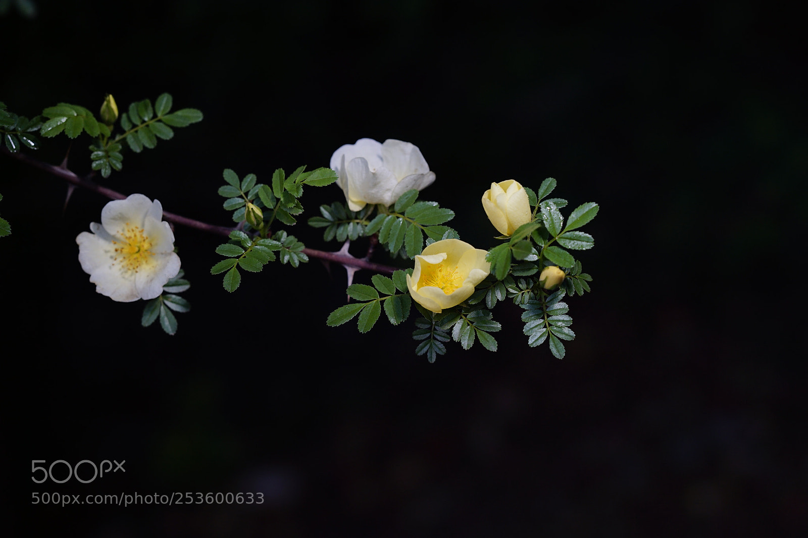 Sony a7 II sample photo. 枝红叶绿花黄 photography