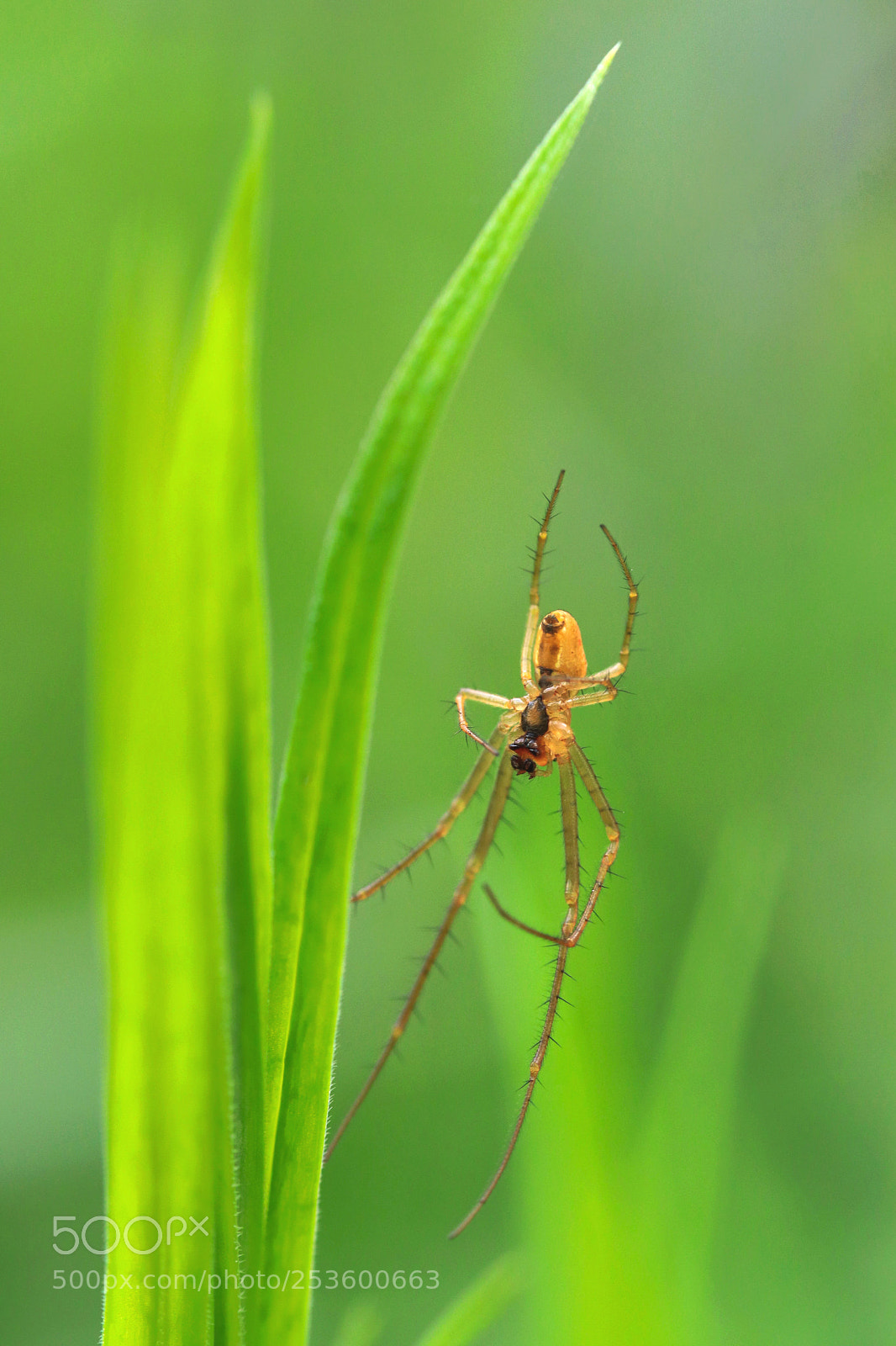 Canon EOS 80D sample photo. Araignée photography