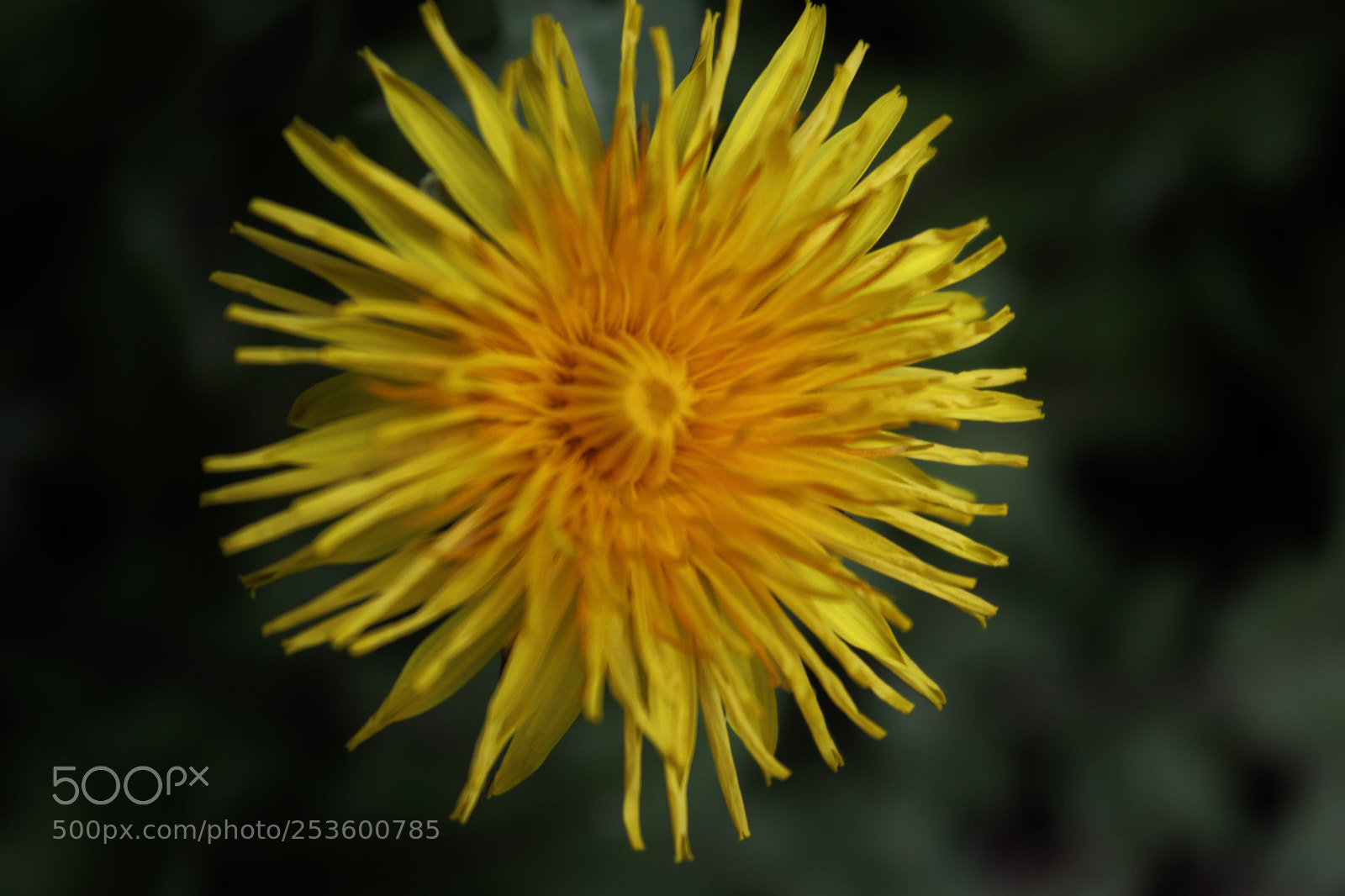 Canon EOS 550D (EOS Rebel T2i / EOS Kiss X4) sample photo. Dandelion photography