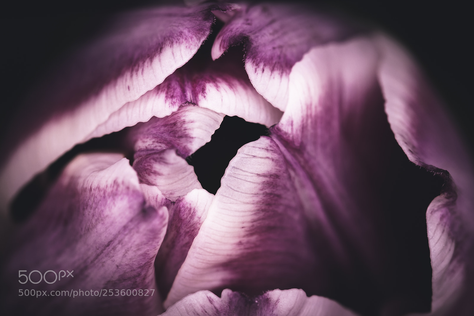 Canon EOS 40D sample photo. Mystery of the heart photography