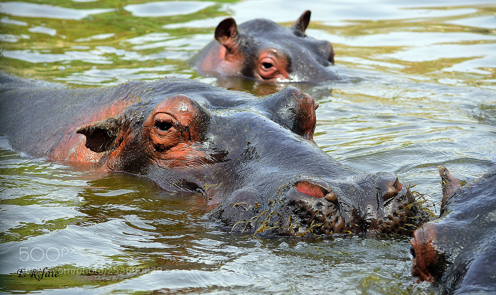 Nikon D7500 sample photo. Swimming hippopotamus photography