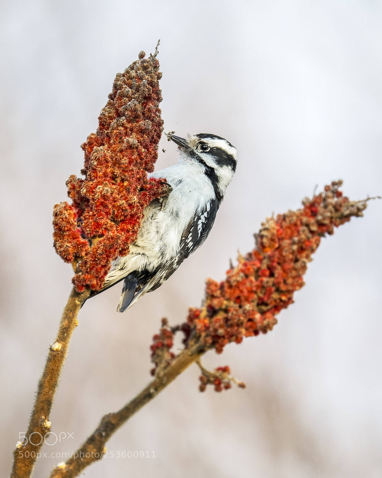 Nikon D850 sample photo. Downy woodpecker photography