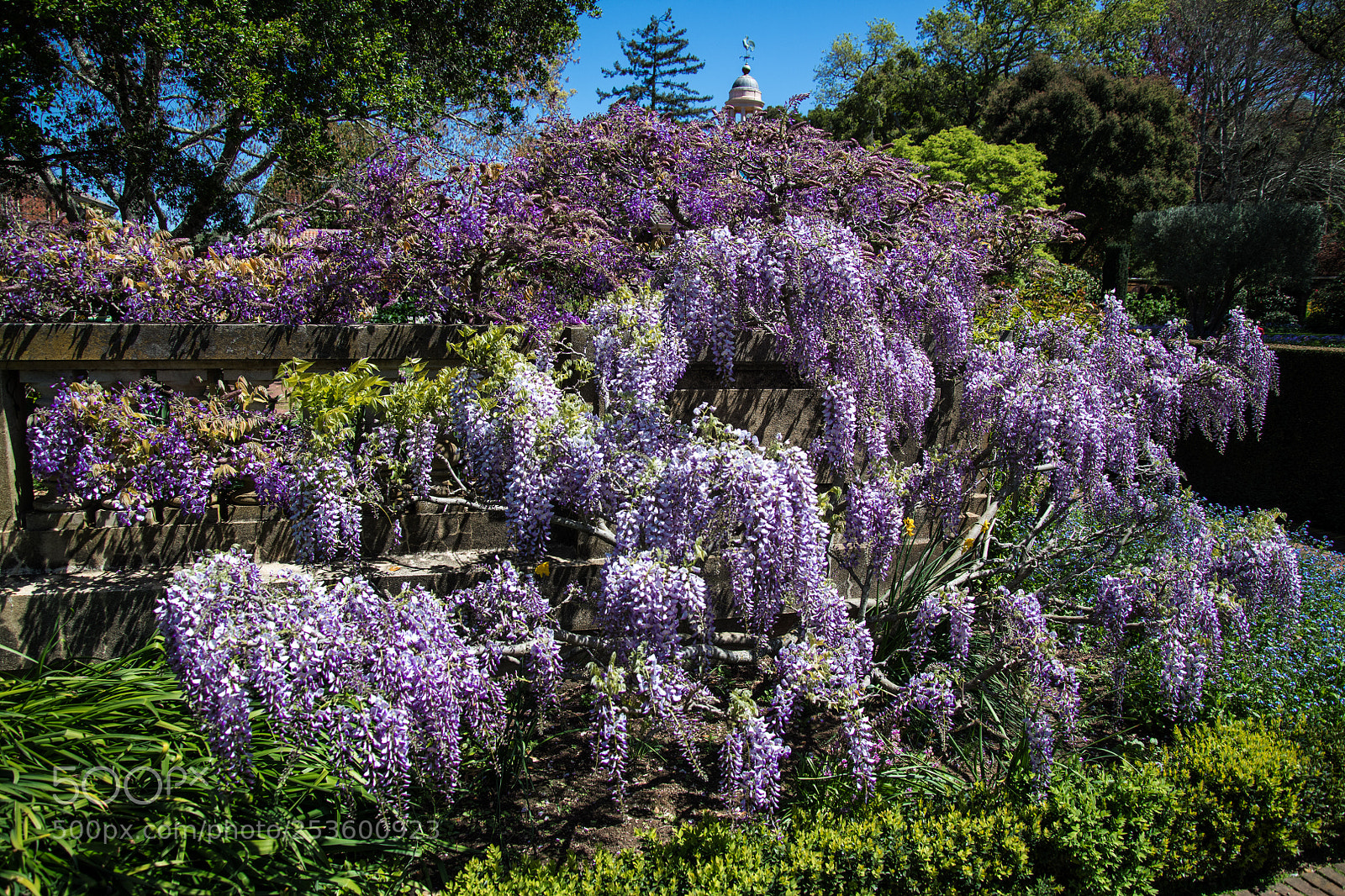 Nikon D850 sample photo. Wisteria photography
