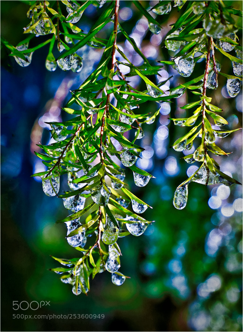 Canon EOS 500D (EOS Rebel T1i / EOS Kiss X3) sample photo. Frozen rain drops. photography